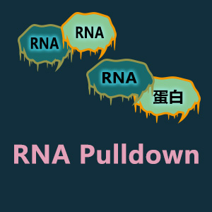 RNA Pullldown